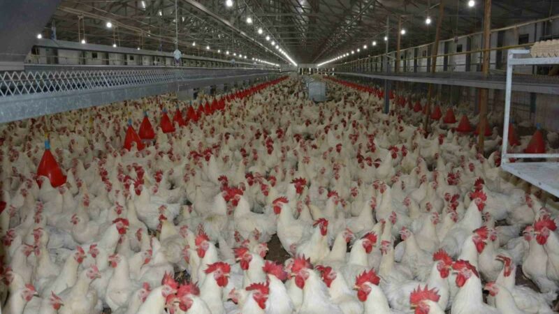 Bursa’da uzmanından tavuk fiyatlarıyla ilgili açıklama