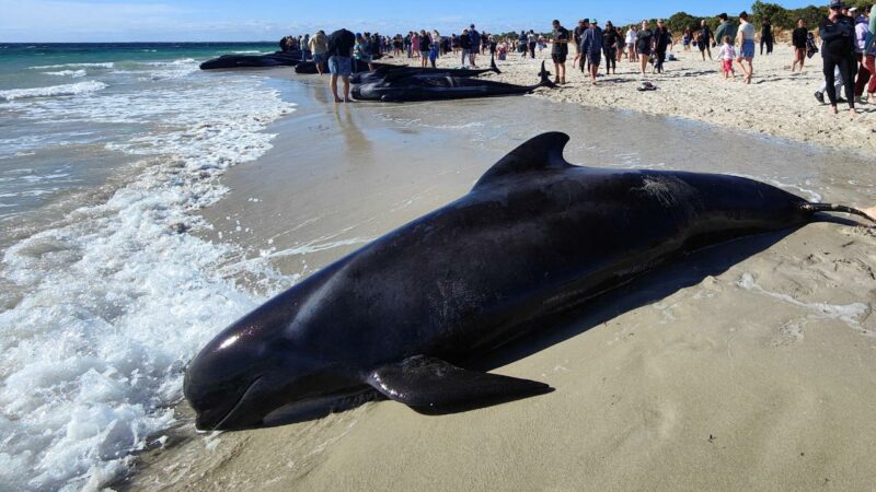 Avustralya’da yaklaşık 160 balina karaya vurdu
