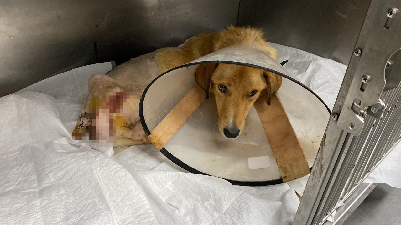 Bunun adı vicdansızlık! Hamile köpeği silahla vurmuşlar