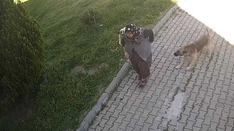 Başıboş köpeklerden kaçan yaşlı kadın dehşeti yaşadı