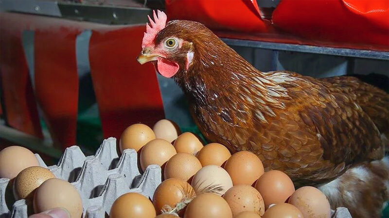 Yumurta fiyatları ‘mayıs çukuru’na yuvarlandı