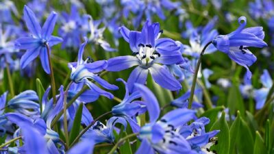Büyüleyen görüntüler! Mavi yıldızlarla süslendi