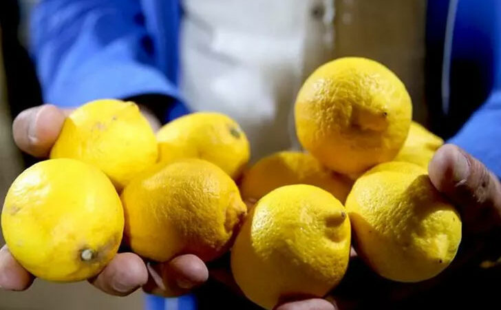 Yasaklı madde tespit edilen limonlarla ilgili yeni gelişme!