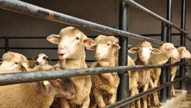 Kurbanlık alım satımı yapacaklar dikkat! Emniyet’ten uyarı