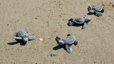 20 plaja gece yasağı! MOBESE ile izleniyor, cezası 387 bin TL