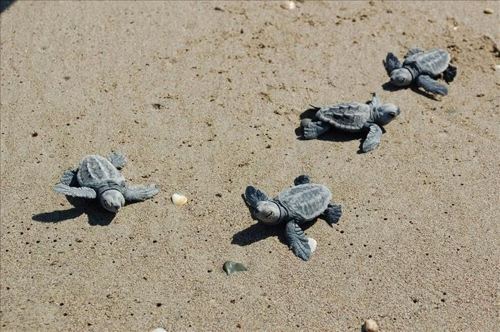 20 plaja gece yasağı! MOBESE ile izleniyor, cezası 387 bin TL