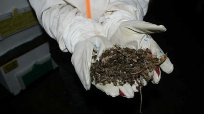 Toplu arı ölümlerinin nedeni belli oldu