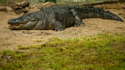 İşte Bursa Hayvanat Bahçesi’ndeki hayvan sayısı