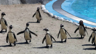 Bursa Hayvanat Bahçesi’ne yeni üyeler