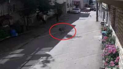 Bursa’da sokak köpekleri çocuklara saldırdı