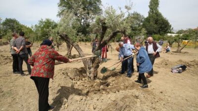 Bursa’da zeytin ağaçları yeni yerine taşındı