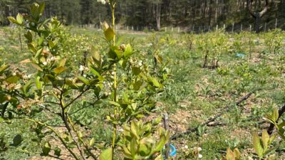 Bursalı matematik öğretmeninden ‘burada yetişmez’ denen yere dev bahçe! Bu arazide bakın şimdi neler var?