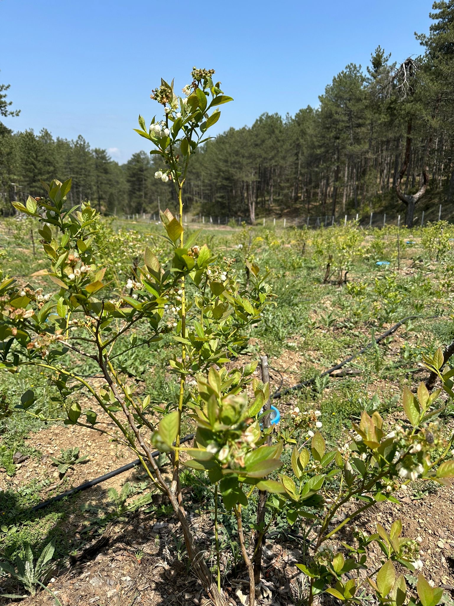 Bursalı matematik öğretmeninden ‘burada yetişmez’ denen yere dev bahçe! Bu arazide bakın şimdi neler var?