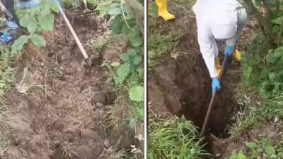 Kayıp olarak aranıyordu, fındık bahçesinde cesedi bulundu!