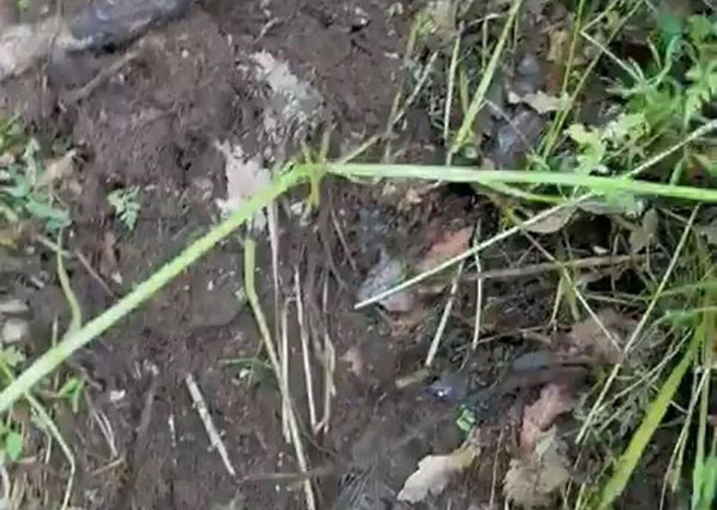 Yerin altından gelen ses deprem habercisi mi? Naci Görür’den açıklama