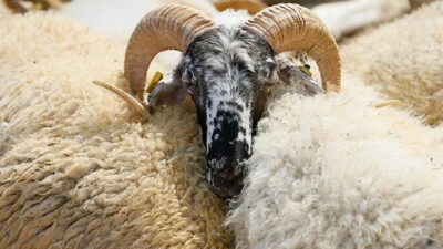 Kurban kesim bedeli ne kadar, kaç TL oldu?