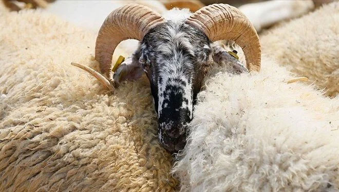 Kurban kesim bedeli ne kadar, kaç TL oldu?