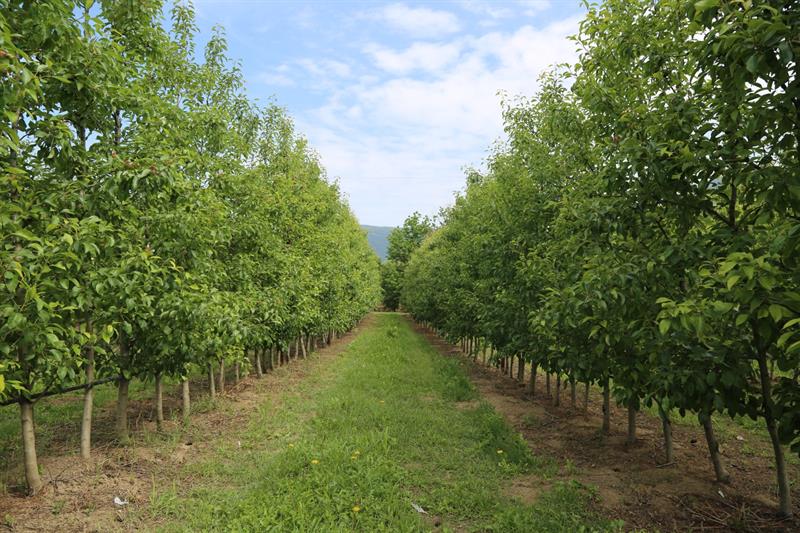 Bursa’nın armudunu böcekler koruyacak