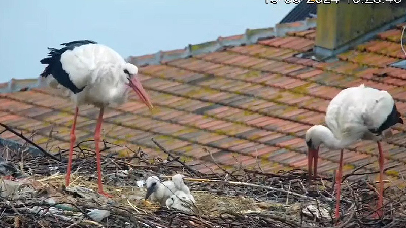 Bursa’da Yaren ile Nazlı’nın 2 yavrusundan üzücü haber