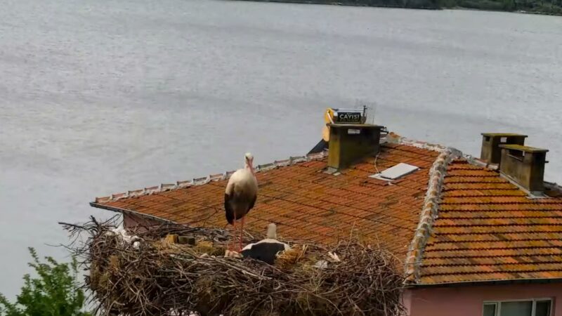 Bursa’da Yaren ile Nazlı’dan güzel haber Bursa'da yaşayan balıkçı Adem Yılmaz (68) ile dostluğu filme konu