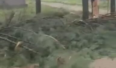 Bursa’da ağaçlara yıldırım düştü, fırtına hayatı olumsuz etkiledi