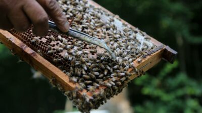 Ekonomiye büyük katkı sağlıyorlar! Bursa’da da var