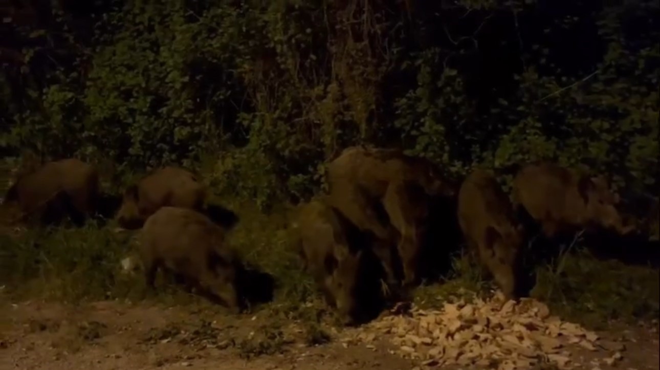 Görüntüler Bursa’dan… Şehir merkezine indiler