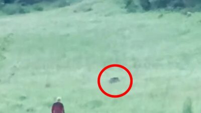 Bursa’da aç kalan domuz sürüsü şehre indi, vatandaşlar kovaladı