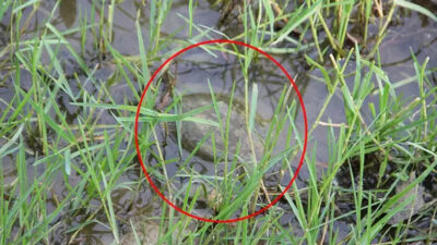 Suyun dibinden çıktı! Düzce’de heyacanlandıran görüntü, koruma altına alındı