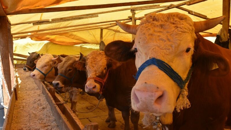 Bursa’nın bu ilçesinde kurban kuralları! Kurban Bayramı öncesi Gemlik’te çevre temizliği sağlanması ve istenmeyen görüntülerin
