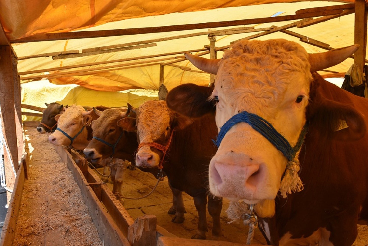 Bursa’nın bu ilçesinde kurban kuralları! Bursa’nın bu ilçesinde kurban kuralları!