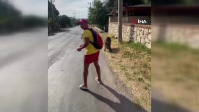 Bursa’da aç kalan domuzu bisküviyle besledi