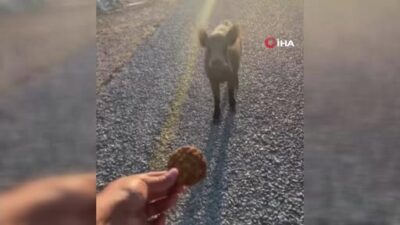 Görüntüler Bursa’dan… Domuzları kurabiyeyle besledi