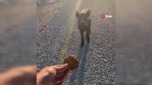 Görüntüler Bursa’dan… Domuzları kurabiyeyle besledi