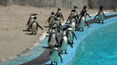 Bursa Hayvanat Bahçesi’ne yeni üyeler