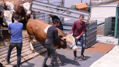 Bursa’nın bu ilçesinde hayvan pazarına kurbanlık girişleri başladı