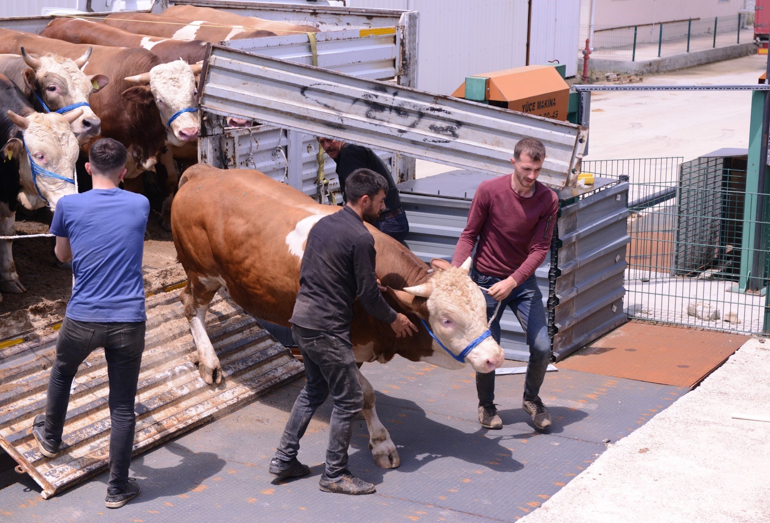 Bursa’nın bu ilçesinde hayvan pazarına kurbanlık girişleri başladı
