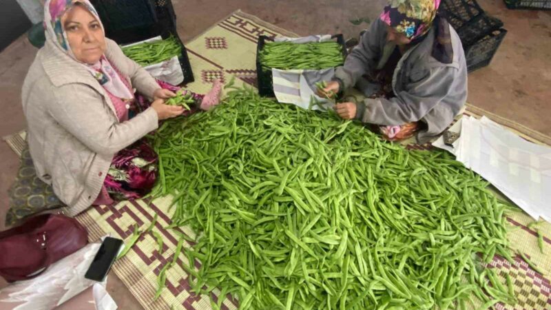 Bursa’nın meşhur ürünü 70 liradan satışta Bursa’nın İznik ilçesinde yetişen meşhur nazende cinsi fasulyenin hasadına başlandı.