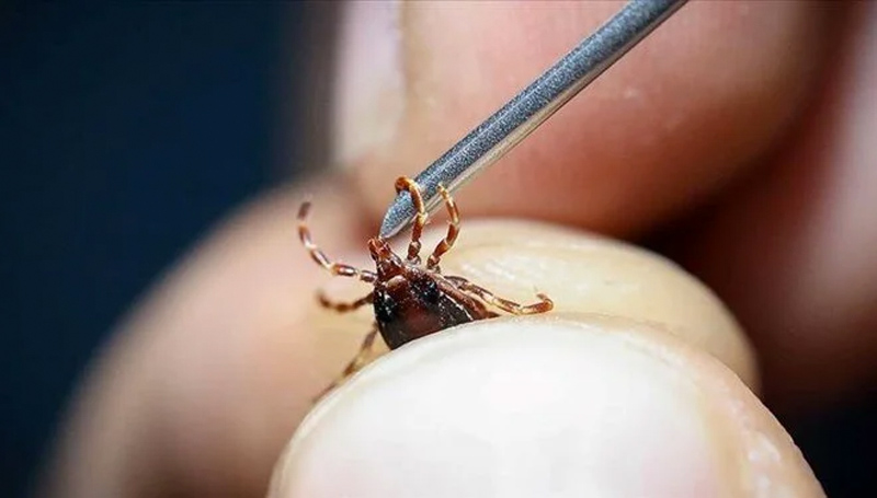 Sağlık Bakanlığı’ndan kene açıklaması