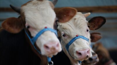 Bakanlık tek tek belirledi! İşte kurbanlık sevkinde uyulacak kurallar