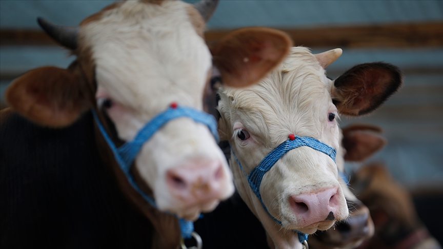 Bakanlık tek tek belirledi! İşte kurbanlık sevkinde uyulacak kurallar
