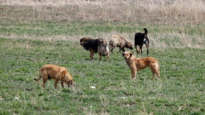 AK Parti’den başıboş köpek düzenlemesiyle ilgili açıklama