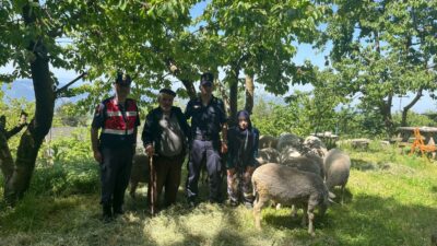 Uludağ’da kaybolan koyunları jandarma buldu