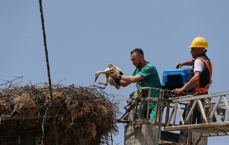 Bursa’da Yaren leyleğin yavrusundan haber var
