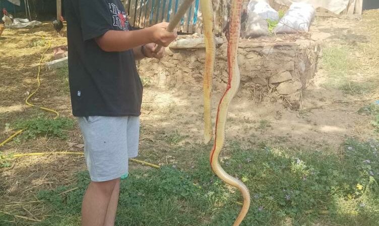 Bursa'nın İznik ilçesinde bir tarlada görülen 2 metrelik yılanı gören