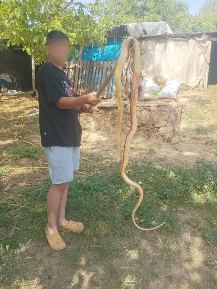 Bursa’da 2 metre boyunda yılan yakalandı