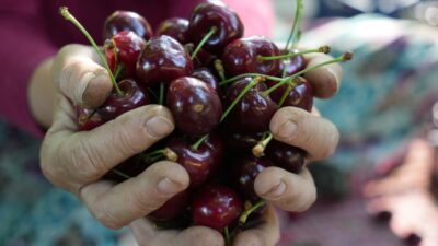 Bursa’nın coğrafi işaretli kirazında hasat zamanı