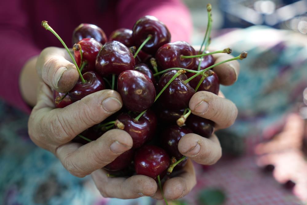 Bursa’nın coğrafi işaretli kirazında hasat zamanı Bursa’nın coğrafi işaretli kirazında hasat zamanı