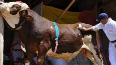 Bursa’da veteriner hekimlerden kurban uyarıları