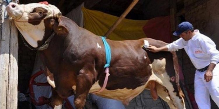 Bursa’da veteriner hekimlerden kurban uyarıları